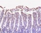 Neuropilin 1 Rabbit pAb